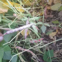 لوبیا چیتی|عمدهفروشی|سده (فارس), |دیوار