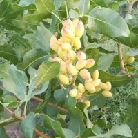 قلعه‌و‌باغچه‌در‌روستای‌سراجه|فروش زمین و ملک کلنگی|قم, سراجه|دیوار
