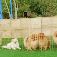 پامرانین، سگ جیبی،ژرمن،فرنچ بولداگ،قهدریجانی