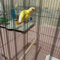 فروش انواع نژاد عروس هلندی
