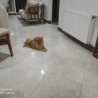 واگذاری سگ پامر|سگ|سلمان‌شهر, |دیوار