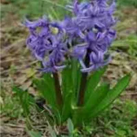 پیاز گل سنبل و نرگس هلندی|گل و گیاه طبیعی|کاشمر, |دیوار