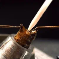 فروش لاین و بریدر کارنیکا  سه و پنج قاب