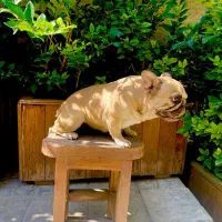 سگ فرنچ بولداگ