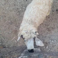 یک عدده برره ریزوچاق درجه یک نر