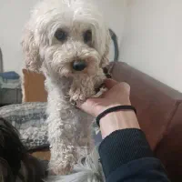 پودل خالص خالص نر