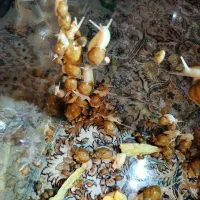 حلزون به قیمت