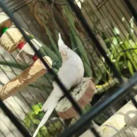 پرنده ،طوطی عروس،هلندی ، آلبینو و لوتینو ،جفت|پرنده|قم, شهر قائم|دیوار