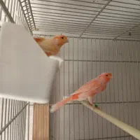 تعدادی قناری برفکی و سرخ سلامت