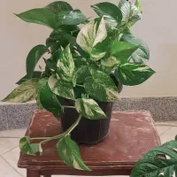 گلهای زیبا|گل و گیاه طبیعی|بجنورد, |دیوار