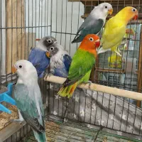 طوطی کوتوله تازه دون خور فیشر