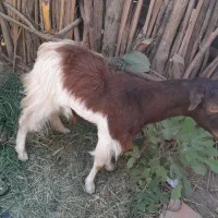 کیسه آبستن ۹۰۰۰۰۰۰|حیوانات مزرعه|جیرفت, |دیوار