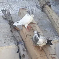 کبوتر|پرنده|ایذه, |دیوار