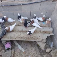 12عدد کبوتر رنگی|پرنده|جهرم, |دیوار