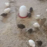 با سلام تعدادی بلدرچین به فروش میرسد|حیوانات مزرعه|برخوار, |دیوار