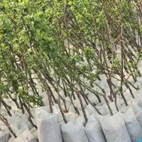 نهال بادام  گلدانی مناسب نیشابور