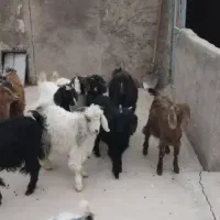 ۱۰راس بزغاله ماده|حیوانات مزرعه|دشتابی, |دیوار