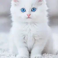 گربه عکس های بعدی