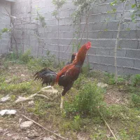 تخم مرغ لاری اصیل|حیوانات مزرعه|رشت, منظریه|دیوار