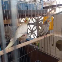 یک جفت عروس هلندی با لوازم|پرنده|پاکدشت, شهرک امام رضا|دیوار