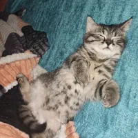 بچه گربه میکس پرشین اسکاتیش