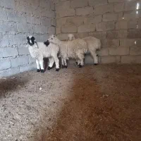 گوسفند
