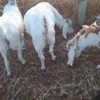 بز ابستن|حیوانات مزرعه|شاهرود, |دیوار