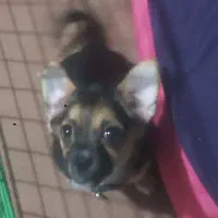 توله سگ ۳ ماهه شیواوا