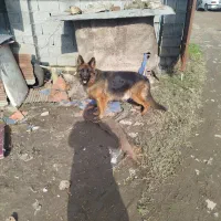 سگ ژرمن ماده