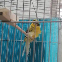 قناری فر آجی نر|پرنده|تربت‌حیدریه, میدان مرکزی|دیوار