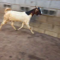 گوسفند|حیوانات مزرعه|توکهور, |دیوار