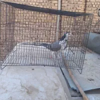 دمگیر ماده گلین