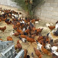 نیمچه مرغ و خروس تعداد ۲۰۰ تا