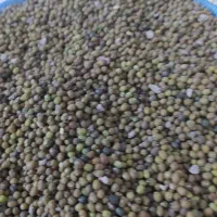 فروش ماشک|خوردنی و آشامیدنی|باشت, |دیوار