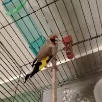 سقا نر کوه هزار