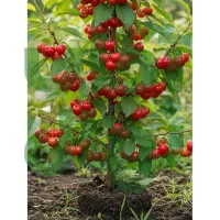 بـادام صـادراتی سود میلیونی در هر هکتار|خدمات باغبانی و درختکاری|سنندج, |دیوار