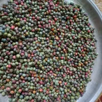 ونوشک یا پسته کوهی