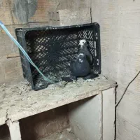 کبوتر های سالم|پرنده|تبریز, |دیوار