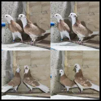 کفتر کبوتر شازده زرد اصیل تهران دماغ برداشته۲۰طوق