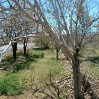 زمین-باغ-باغچه-باغ-تفریحی