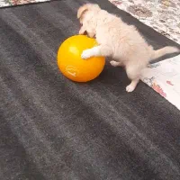 سگ پاکوتاه|سگ|اسفراین, |دیوار