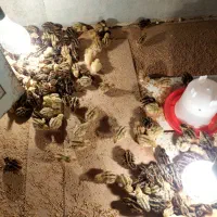 جوجه بلدرچین