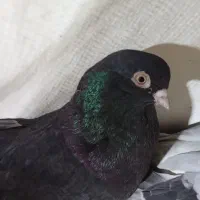 فروش یک جفت کبوتر سیاه آبادانی نوک سفید چشم سفید|پرنده|شاهین دژ, |دیوار