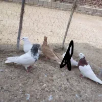 کبوتر|پرنده|بناب, |دیوار