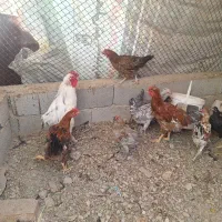 مرغ و خروس|حیوانات مزرعه|رباط‌کریم, رباط‌کریم|دیوار