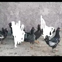 مر غ گلین خال سوزنی