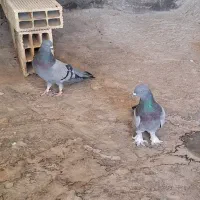 نر و ماده گچی