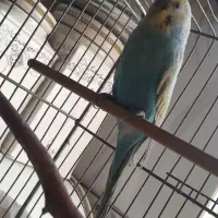 درخواست مرغ عشق واگذاری ماده