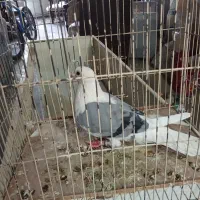 پشتی نر گم شده