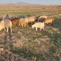 میش زاییده واستاق خوسف